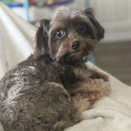Remi - Yorkshire Terrier