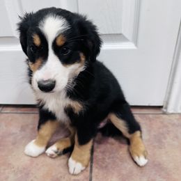 Mercedes - Black Miniature Australian Shepherd puppy in San Antonio, Texas from Denali Mini Aussies