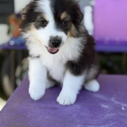 Petal - Black tri female Miniature American Shepherd puppy in Florence, Oregon from NW Aloha Miniature American Shepherds