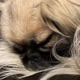 Precious - Pekingese