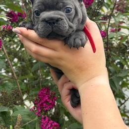 Red Collar Female - Blue male French Bulldog puppy in Easton, Pennsylvania from Luna’s puppies