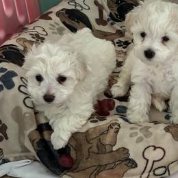 Miniature Schnauzers and Shih Tzus from Cutie Shihtzu, Miniature Schnauzer