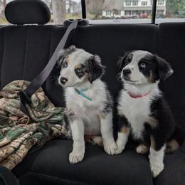 Australian Shepherd Puppies from Blosenski Aussies