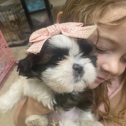 Shih Tzu Puppies from Tiny Bubbles Shih Tzus
