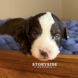 Waffle - Brown and white female Aussiedoodle puppy in Cassville, Wisconsin from Storyside Kennels