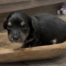 Fir - Black and cream male Dachshund puppy in Dobson, North Carolina from Oakleys Dachshund Haven