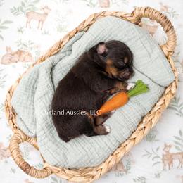 Pepsi - Red tri female Miniature Australian Shepherd puppy in Oklahoma City, Oklahoma from Outland Toy & Mini Aussies
