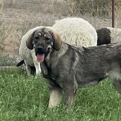 Spanish Mastiffs from Hoof and Fang Spanish Mastiffs