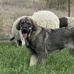 Spanish Mastiffs from Hoof and Fang Spanish Mastiffs
