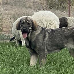Spanish Mastiffs from Hoof and Fang Spanish Mastiffs
