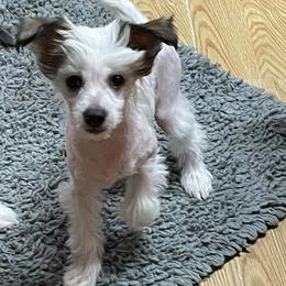 Snoopy - Pink and slate male Chinese Crested puppy in Wolf Creek, Oregon from Wolf Creek Cresteds