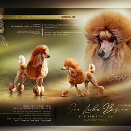 Luka - Poodle