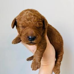 Stanley - Red  male Goldendoodle puppy in Auburn, Indiana from Martin’s Doodles