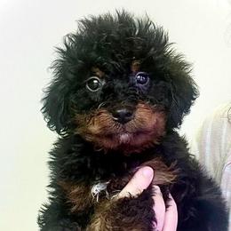 Canyon - Black phantom male Aussiedoodle puppy in Paoli, Indiana from Brambleberry Doodles