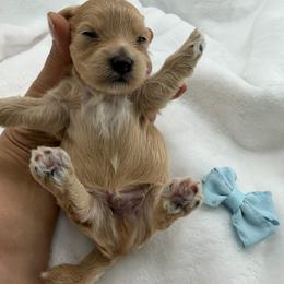 Boy 1 - Apricot male Maltipoo puppy in Turlock, California from 209PuppiesCaliforniaMaltipoo