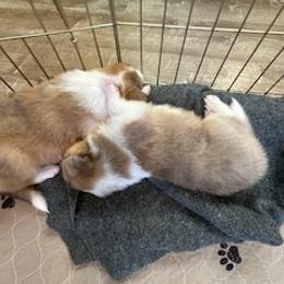 Girl 1 - female Scottish Collie puppy in Newcastle, Wyoming from Sundance Scottish-Colleys