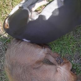 Dachshunds from Kika and Lollies Pups