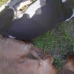Dachshunds from Kika and Lollies Pups