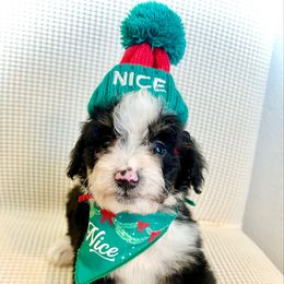 BURRITO - Black and white male Bernedoodle puppy in Houston, Texas from Pia’s Doodle Poodle Wag