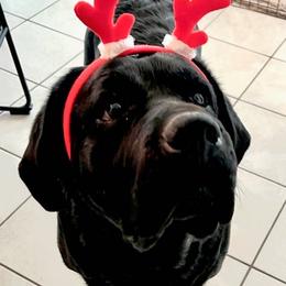 Bill - Black male Labrador Retriever puppy in Buckeye, Arizona from Foothills Labrador Retrievers
