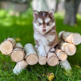Percival - Red and white male Pomsky puppy in Wausau, Wisconsin from Arctic Star Pomskies