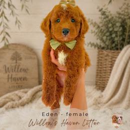 Eden - Red  female Goldendoodle puppy in Atlanta, Georgia from Teddy Puppies