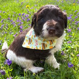 Tina - White and red female Bordoodle puppy in Canfield, Ohio from Poo's Doo's & Inu's