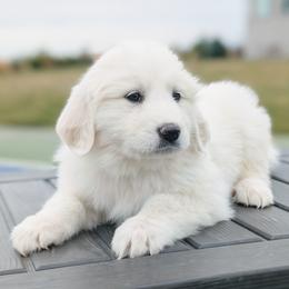 Girl 5 Sage - White female Great Pyrenees puppy in Yakima, Washington from Naches Heights Ranch