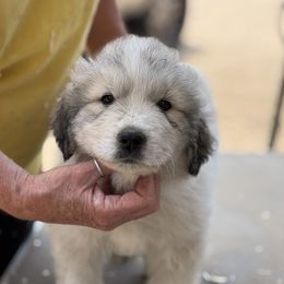 Purple - White and badger male Great Pyrenees puppy in Arroyo Grande, California from Wild Bunch Ranch - Home of Le Patou Great Pyrenees