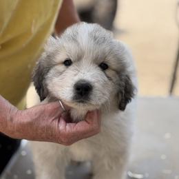 Purple - White and badger male Great Pyrenees puppy in Arroyo Grande, California from Wild Bunch Ranch - Home of Le Patou Great Pyrenees