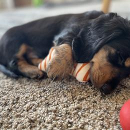 Dachshund Puppies from Meyerhaus (Weenie-Corn Ranch)
