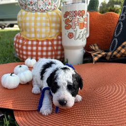 Blue Boy - Parti male Poodle puppy in Pensacola, Florida from Frida Farms