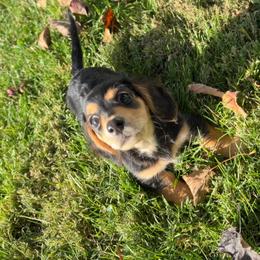 Charlie AKC - Black and tan male Dachshund puppy in Marseilles, Illinois from Zacha’s Doxie House