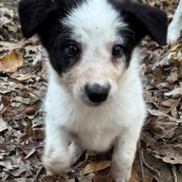 Porthos - Black and white male Border Collie puppy in Long Valley, New Jersey from Hope's Farm