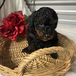 AKC Boon - Phantom male Poodle puppy in Elgin, South Carolina from Silver Bells Paw Prints