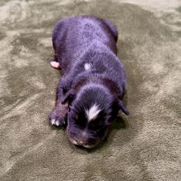 Coal - Black tri-color male Australian Shepherd puppy in Howardsville, Virginia from Spectacular Aussies and Cavaliers