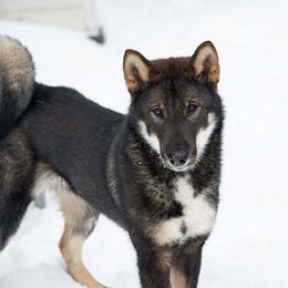 Stevie - Shikoku