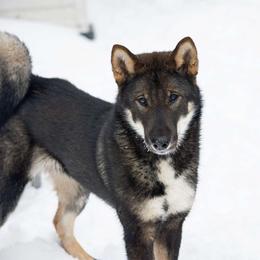 Stevie - Shikoku