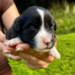Gunner - Black & white male Miniature Australian Shepherd puppy in Mount Carmel, Tennessee from Hill Top Mini Aussies
