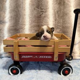Kermit - White and red male Pembroke Welsh Corgi puppy in Ohio from Canal Corgis