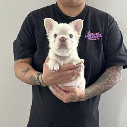 French Bulldog Puppies from Opulence Frenchies