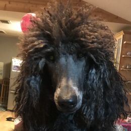 Cupcake - Poodle
