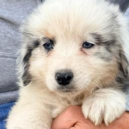 Leo - Blue merle male Australian Shepherd puppy in Grove, Oklahoma from Dollface Aussies