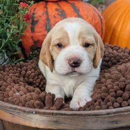 Flare - Tan and white male Beagle puppy in Baltimore, Maryland from Country Acres Farm