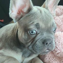 Louis - Fawn male French Bulldog puppy in Graham, Washington from Kristy's French Bulldogs & Mini Schnauzers