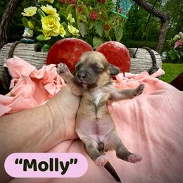 Molly - Cream female Assorted Doodle Crosses puppy in Coal City, Indiana from Angel Blue Dogs