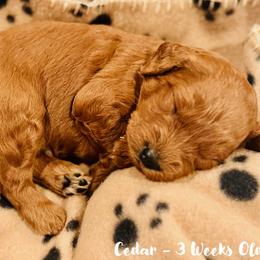 Cedar - Apricot male Goldendoodle puppy in Beaverton, Oregon from Mini Goldendoodles