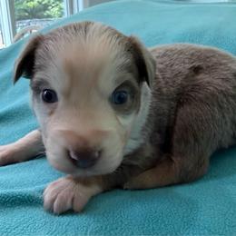 Male 3 Red Dilute - Red tri male Miniature Australian Shepherd puppy in Turner, Maine from Bear Pond Aussies / Leonbergers of Maine