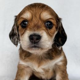Valencia - Red female Dachshund puppy in Winamac, Indiana from WZ Kennels