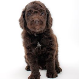 Boy 4 - Chocolate male Goldendoodle puppy in Lafayette, Alabama from Sweethaven Kennels